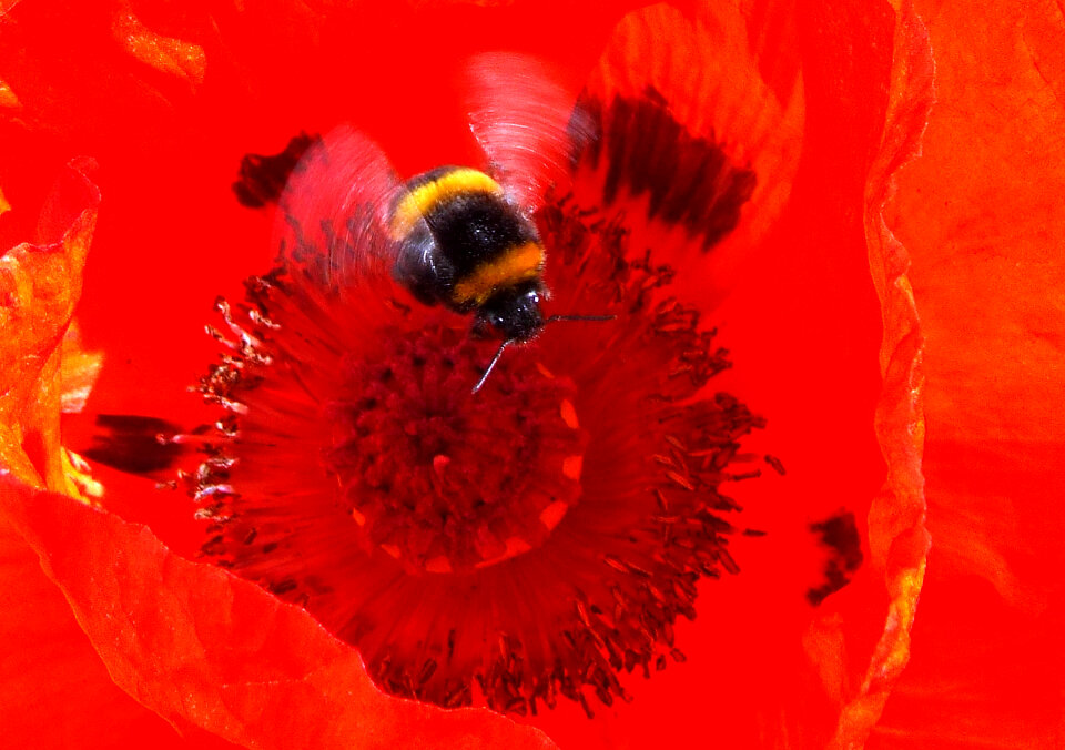 Flight Of The Bumblebee