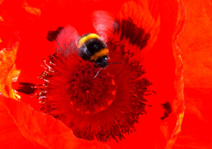 Flight Of The Bumblebee