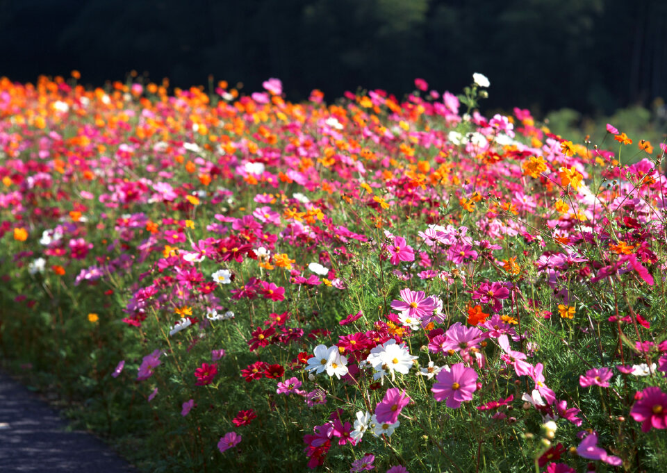 Cosmos flower in the garden