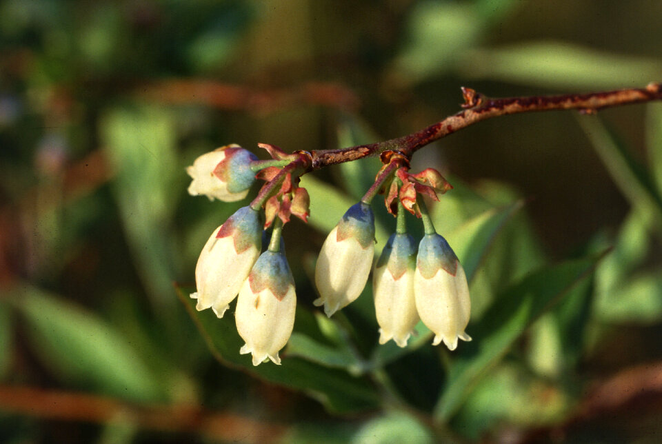 Close-up Of White Flowers On A Blueberry Plant