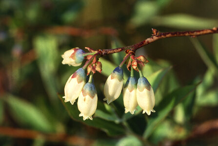 Close-up Of White Flowers On A Blueberry Plant photo