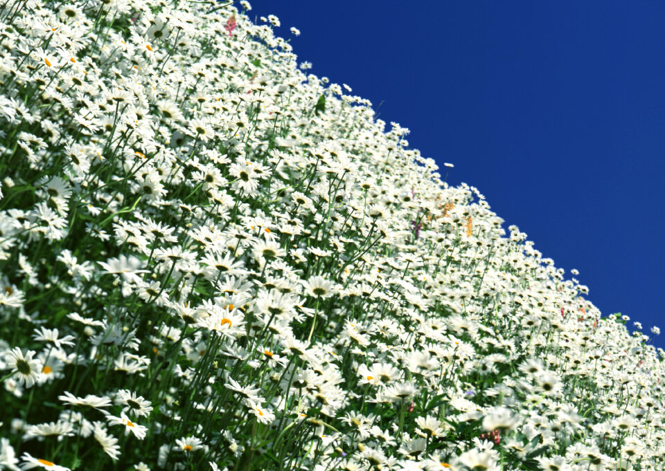 Bright background of chamomiles growing on the field photo