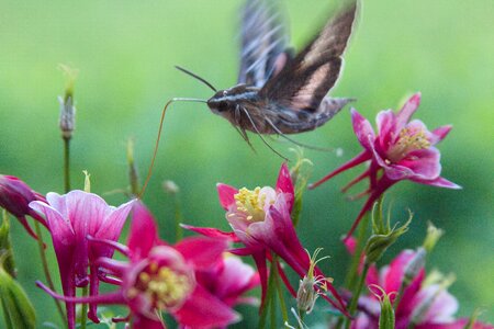 White-Lined Sphinx Moth in flight photo