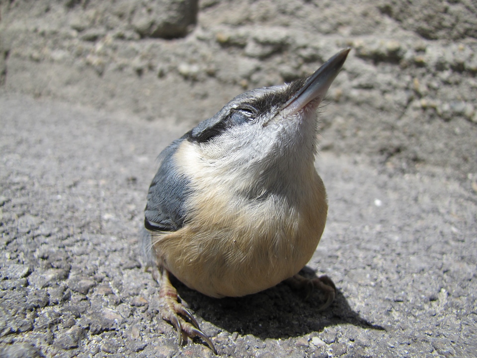 Macro street nuthatch