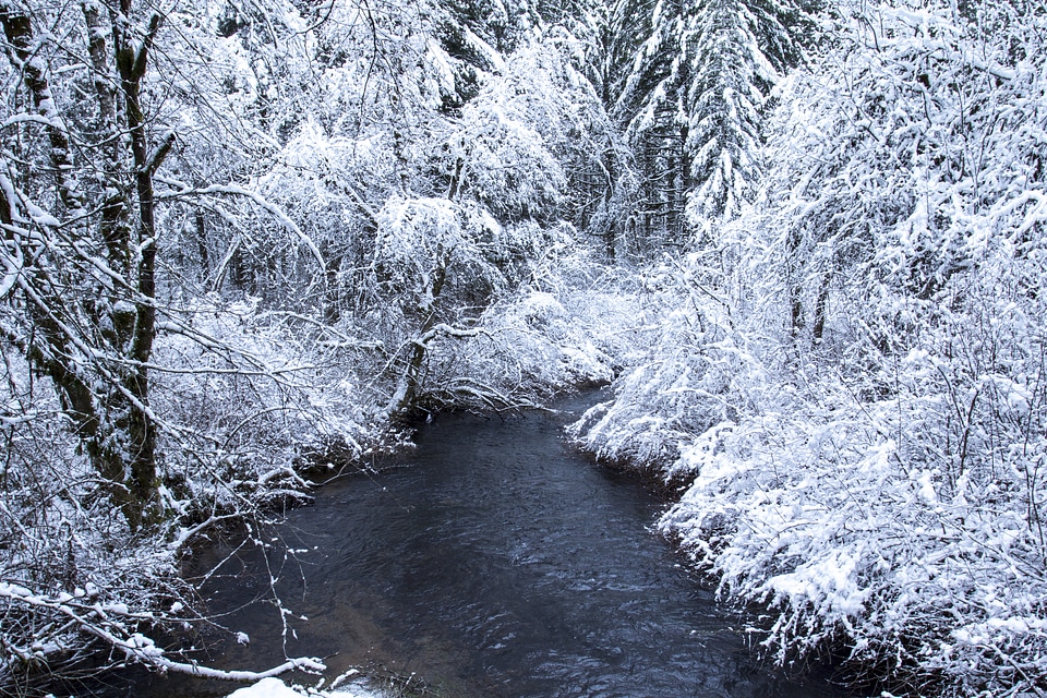 Trees Winter Snow photo