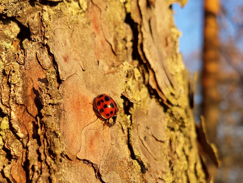 Beetle forest tree