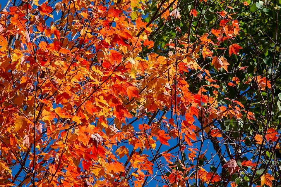 Bright Autumn Leaves