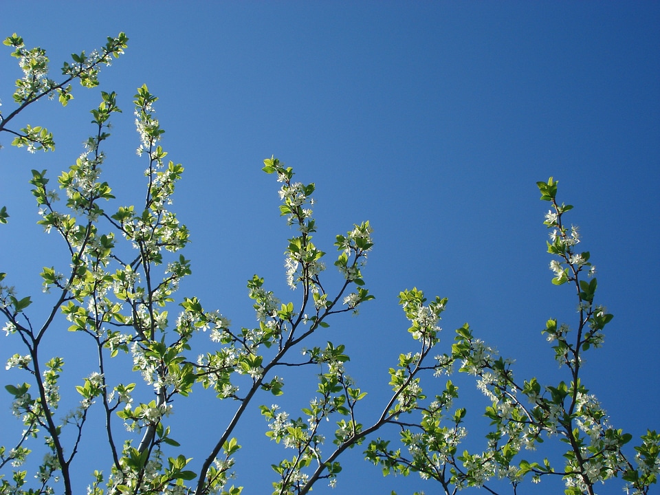 Flowering tree springtime tree