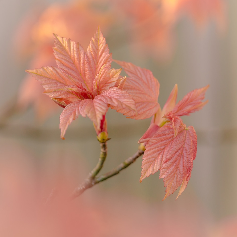 Pink Leaves Close up photo