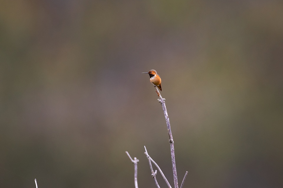 Hummingbird Nature