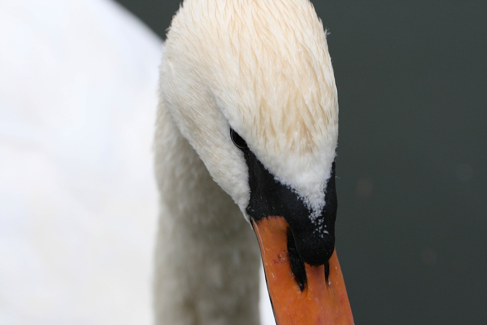 Swan Close up photo