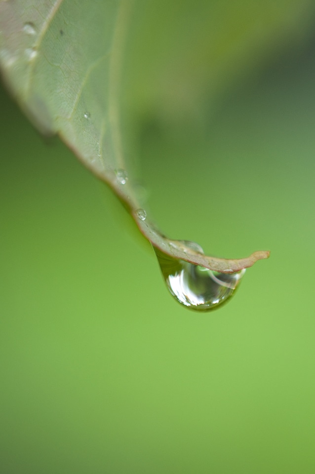 Dew Drops photo