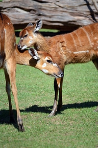 Baby Deer photo
