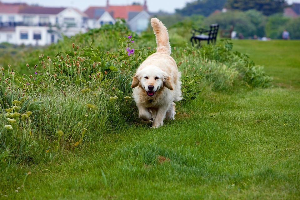 Pet animal retriever