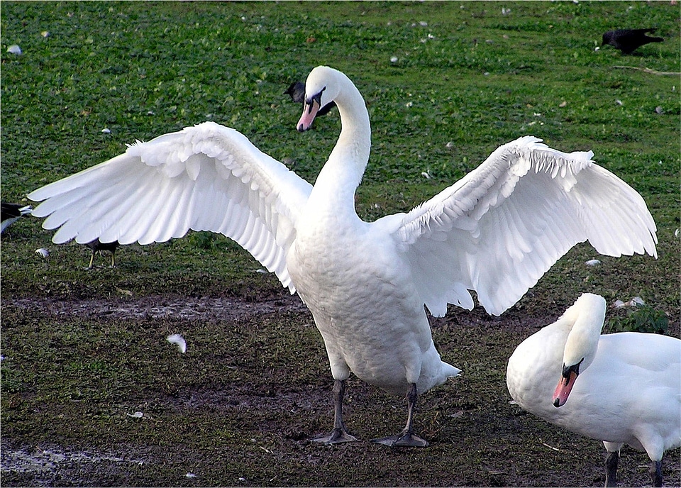 Wildlife wingspread graceful