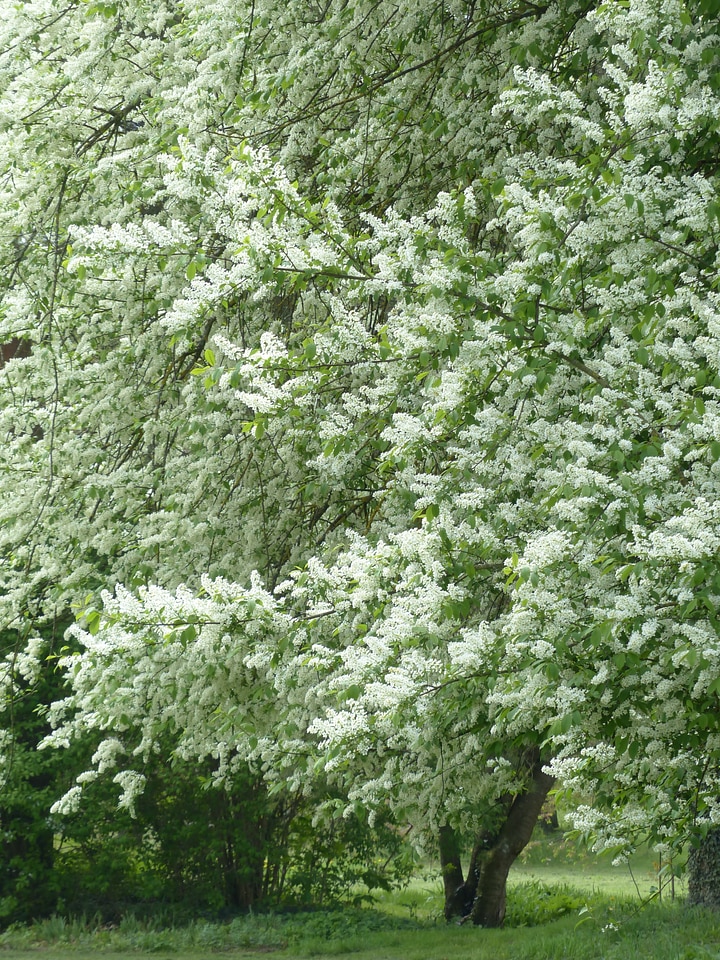 Leaves branch green