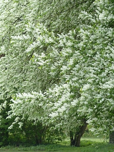 Leaves branch green