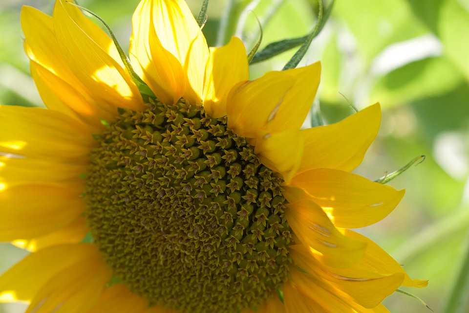 Sunflower Close up photo