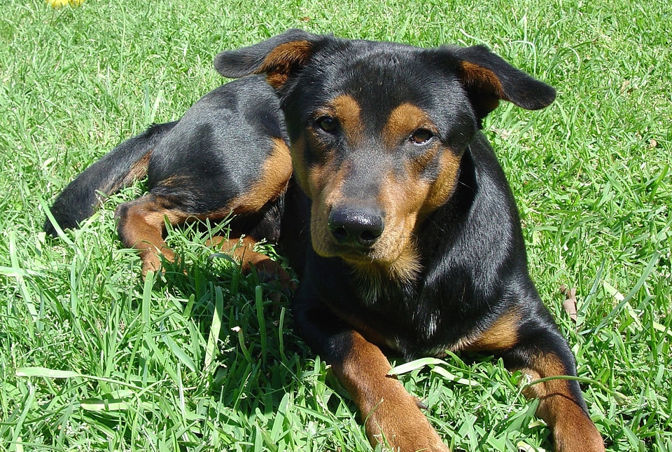 Canine cute purebred