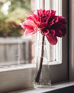 Flower Vase Window photo