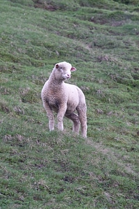 Nature cute mammal
