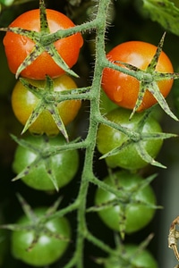 Cherry Tomatoes photo