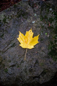Lone Autumn Leaf photo