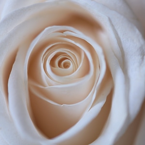 White Rose photo