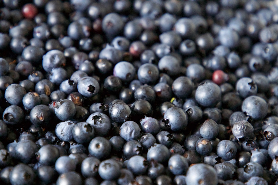 Blueberries Background photo