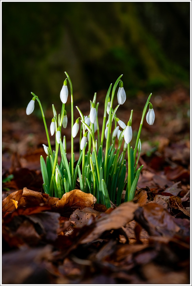 Plant Growth Flowers