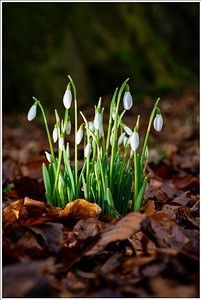 Plant Growth Flowers photo