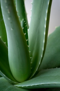 Green Plant Macro photo