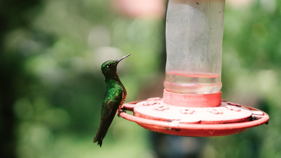 Hummingbird Nature photo