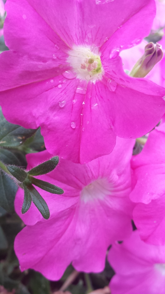 Season flora environment