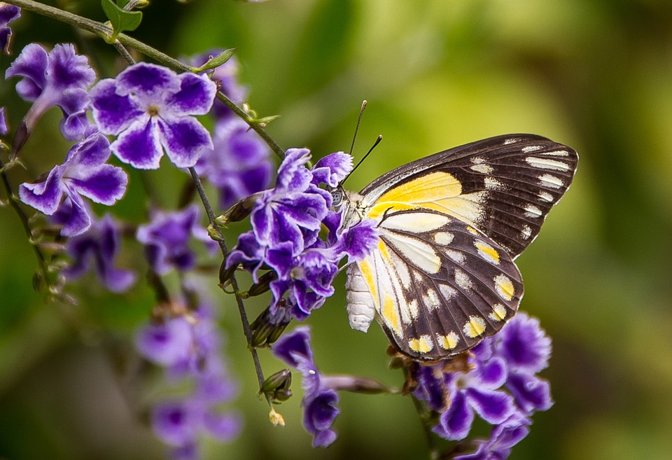 White yellow wings
