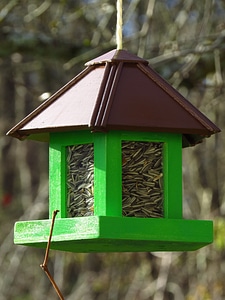 Feed winter tit photo