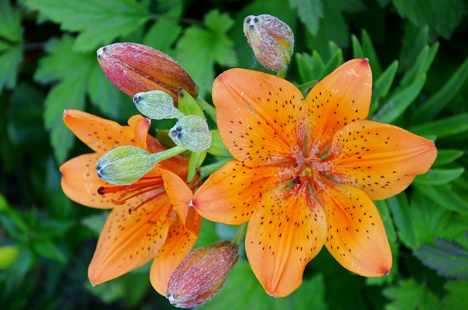 Fulva flora red