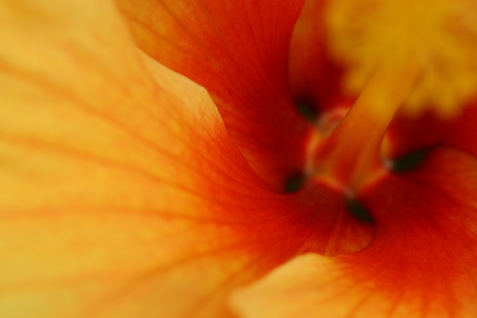 Flower Macro Petals