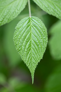 Macro Plant Leaf photo