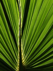 Green Leaf Abstract photo