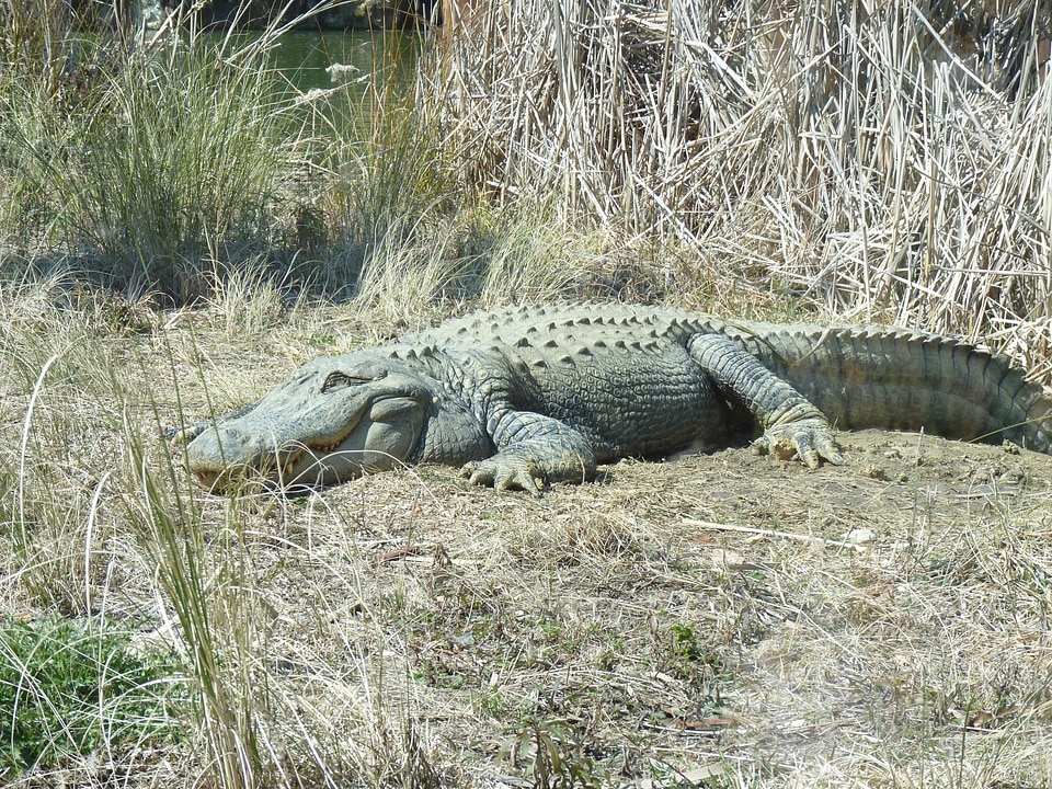 Crocodiles reptiles reptilian