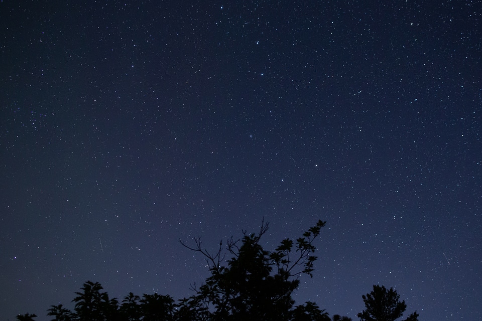 Trees Starry Night photo