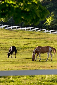Horses Pasture Fence photo