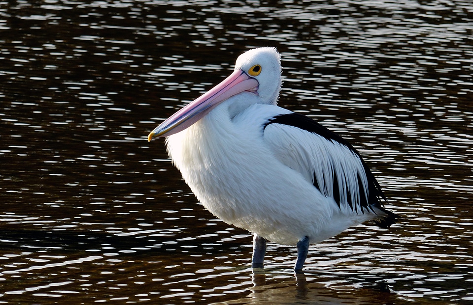 Pelican Water Nature photo