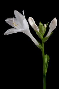 White Flower Black Background photo