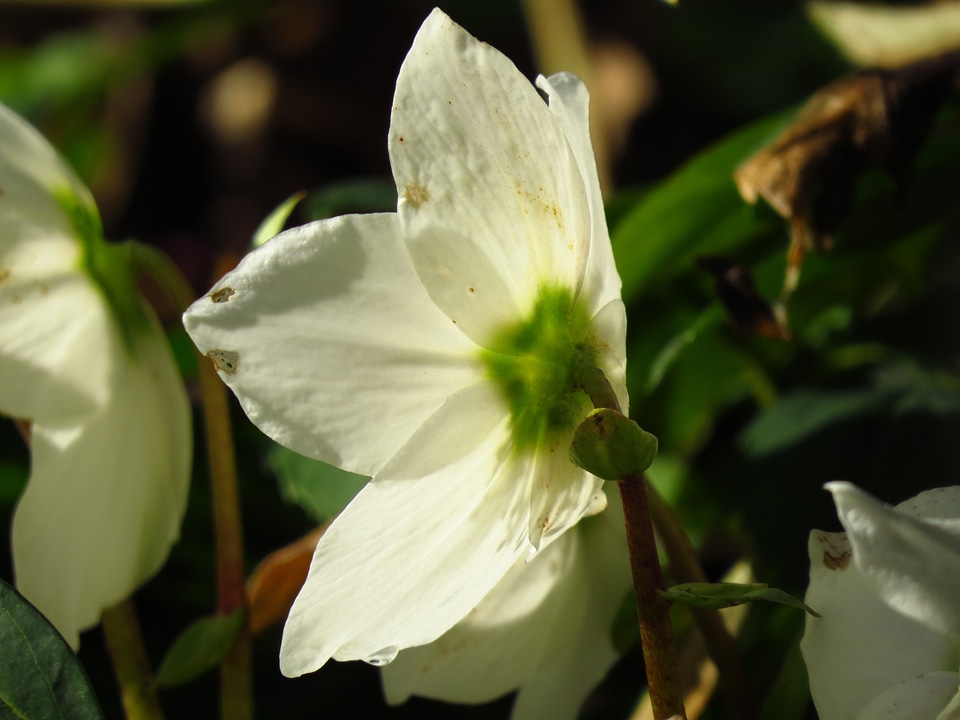 Blossom bloom plant