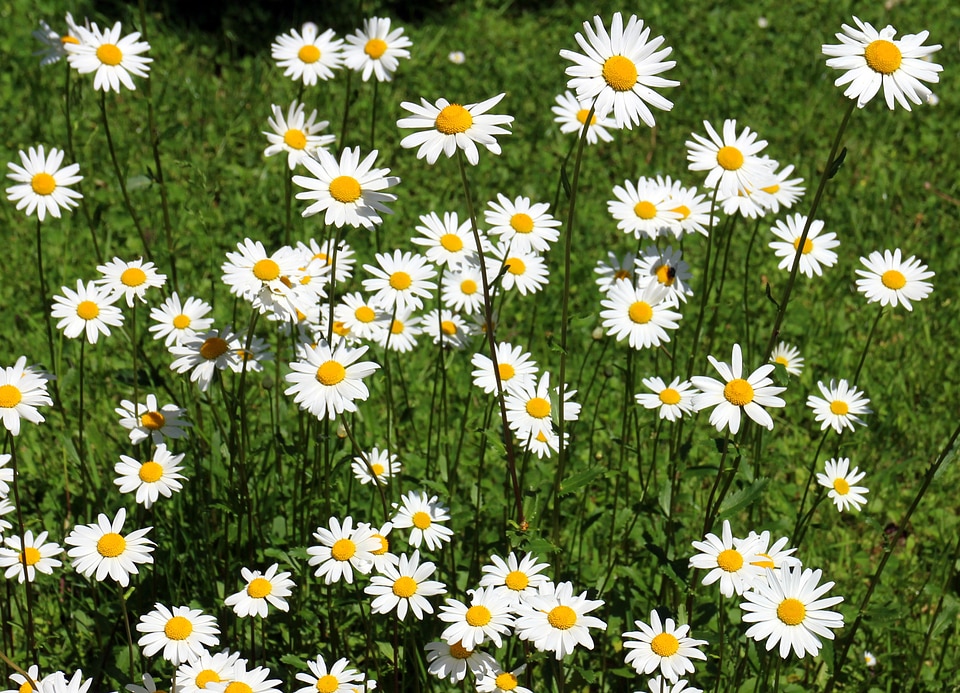 Bloom white wild flowers