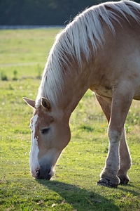 Horse Countryside Animal photo