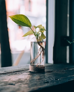 Plant Vase Window photo