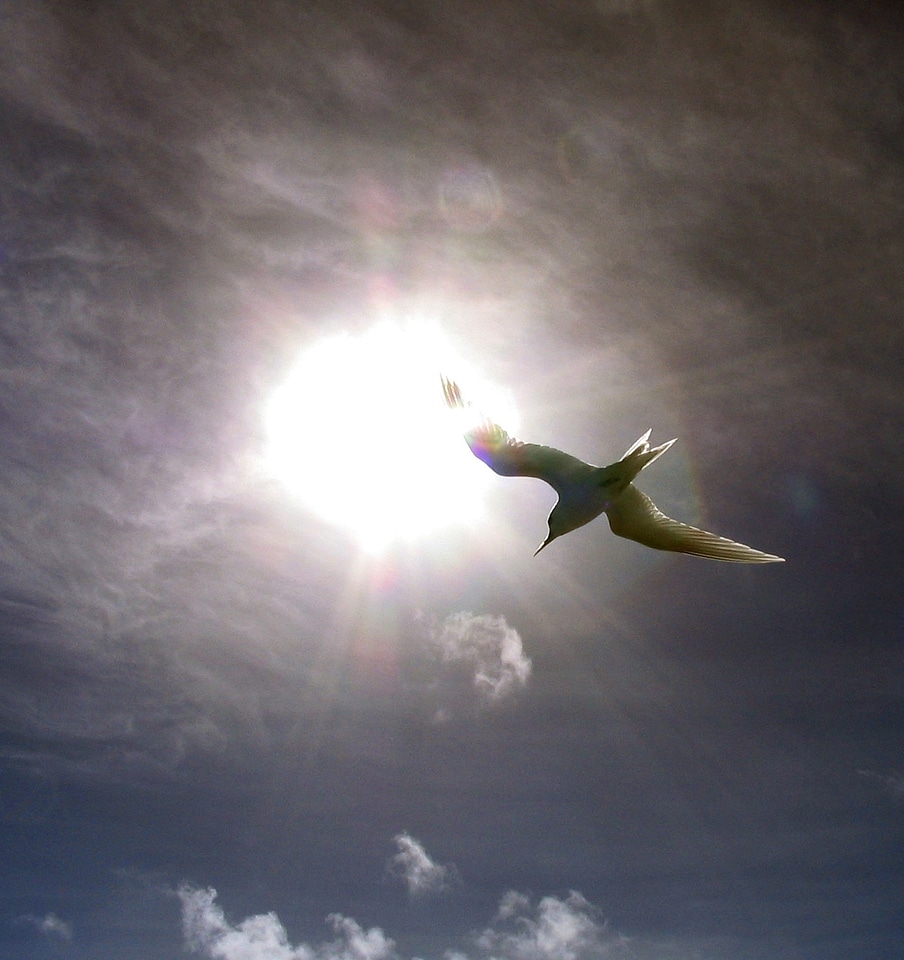 Flight sun sky